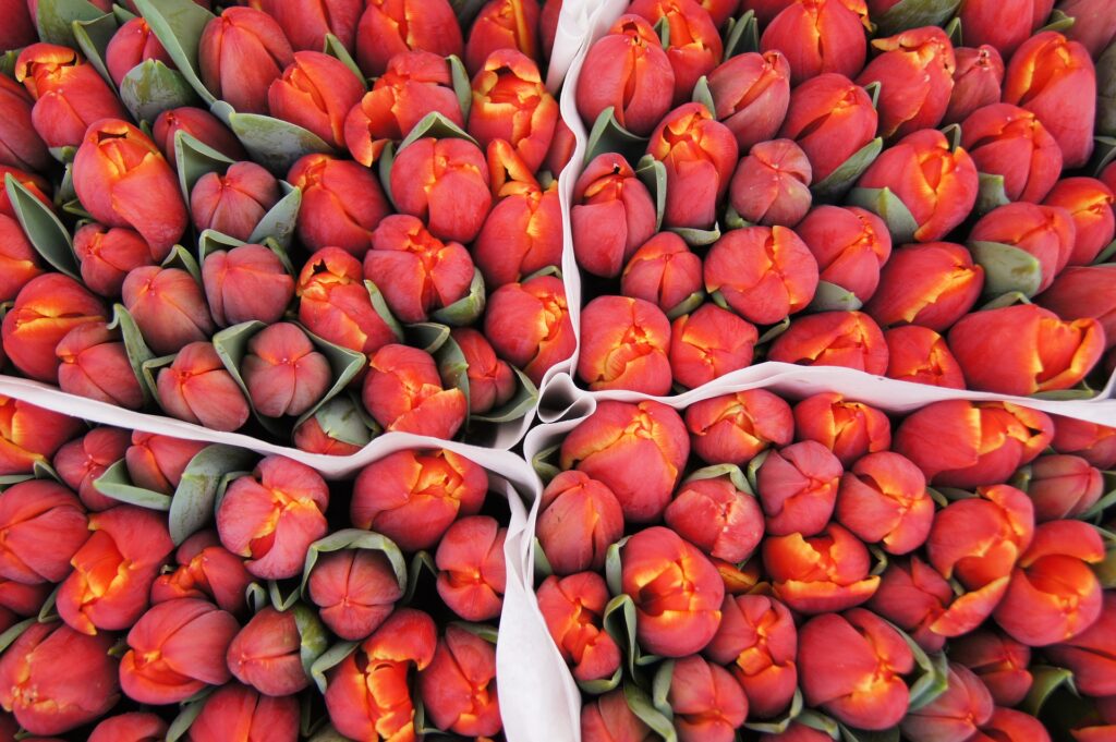 Holländische Tulpen: Allein dafür lohnt sich ein Besuch auf dem Markt!
