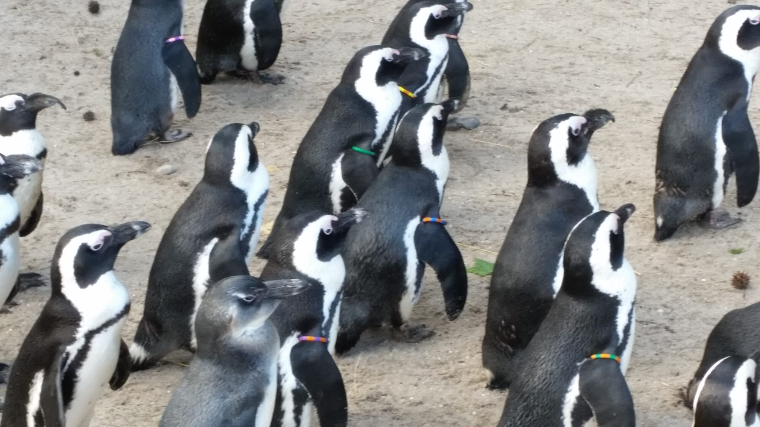 Pinguine im ZooParc Overloon 
